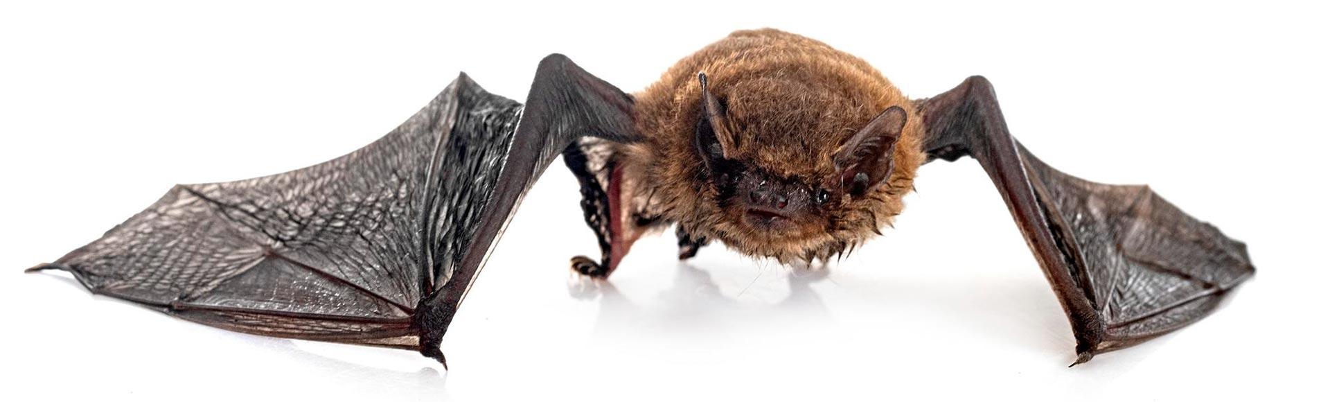 Bat Feces Removal